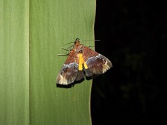 Euphiuche apoblepta