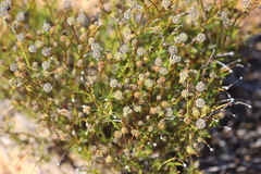 Opercularia spermacocea