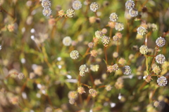 Opercularia spermacocea