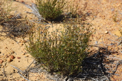 Opercularia spermacocea