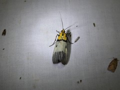 Vitessa glaucoptera