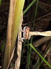 Cophixalus australis
