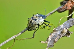 Cypherotylus adrianae