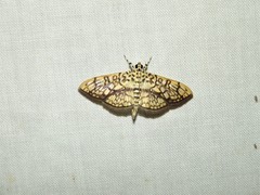 Haritalodes obliqualis