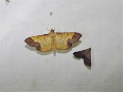 Meroctena staintonii