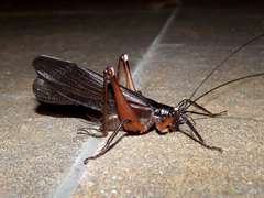 Exogryllacris ornata