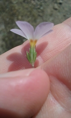 Leptosiphon grandiflorus