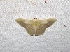 Metallochlora venusta