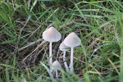 Coprinopsis pseudonivea