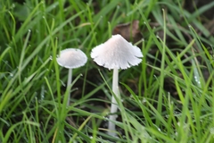 Coprinopsis pseudonivea