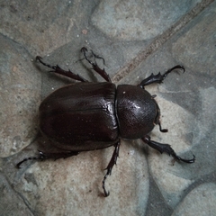 Xylotrupes gideon gideon