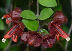 Aeschynanthus tricolor