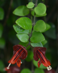 Aeschynanthus tricolor