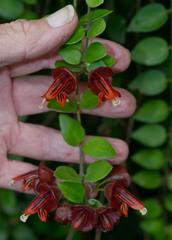 Aeschynanthus tricolor