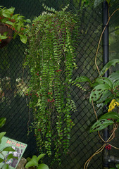 Aeschynanthus tricolor