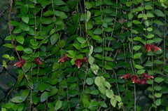 Aeschynanthus tricolor