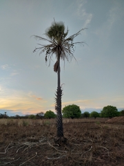 Copernicia prunifera