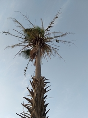 Copernicia prunifera