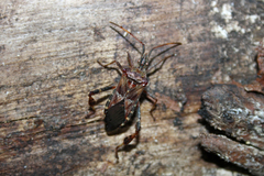 Leptoglossus occidentalis