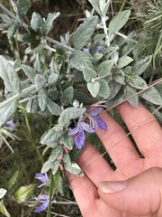 Teucrium fruticans