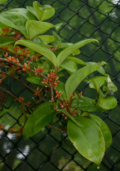Medinilla succulenta