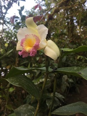Sobralia ecuadorana