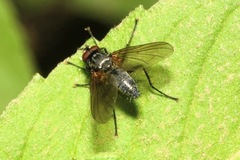 Macquartia grisea