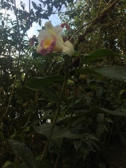 Sobralia ecuadorana