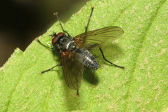 Macquartia grisea