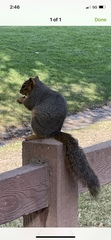 Sciurus niger
