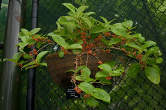 Medinilla succulenta