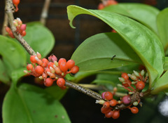 Medinilla succulenta