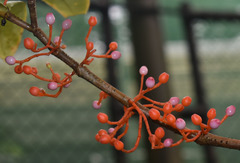 Medinilla succulenta