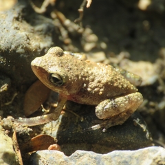 Eleutherodactylus albolabris