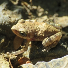 Eleutherodactylus albolabris