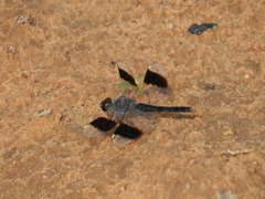 Brachythemis impartita