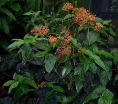 Medinilla scortechinii