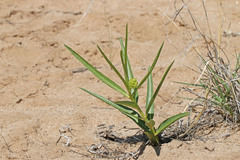 Asclepias labriformis