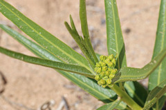 Asclepias labriformis