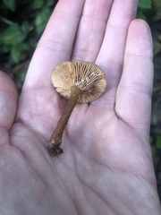 Lactarius occidentalis