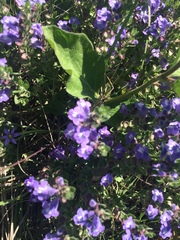 Scutellaria drummondii