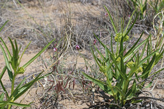 Asclepias labriformis