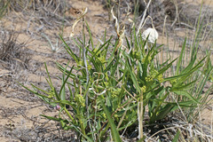 Asclepias labriformis