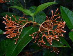 Medinilla scortechinii