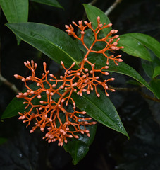 Medinilla scortechinii