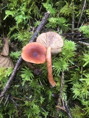 Lactarius substriatus