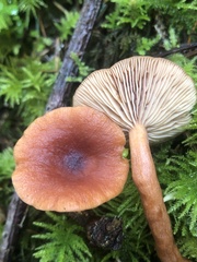 Lactarius substriatus