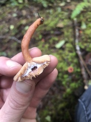 Lactarius substriatus