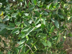 Metastelma barbigerum