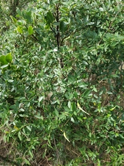 Metastelma barbigerum